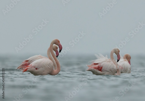 Greater Flamingos in the morning during cloudy weather at Asker coast of Bahrain