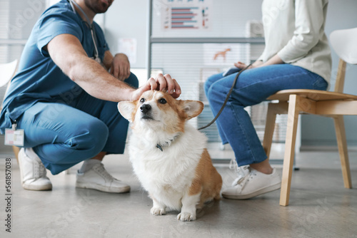 Canvastavla Corgi dog enjoying cuddle of vet doctor sitting on squats in front of pet owner