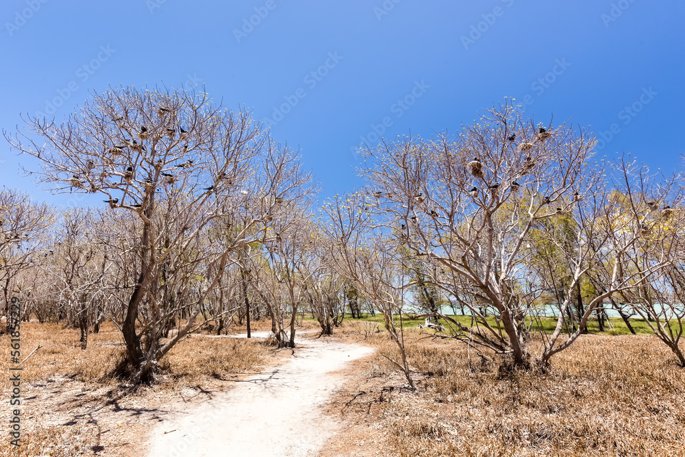 Sentier de randonnée passant entre des arbres avec de très nombreux nids d'oiseaux sur une île tropicale. Noddi Marianne sur l'Ile aux Cocos, Rodrigues Sentier de randonnée passant entre des arbres avec de très nombreux nids d'oiseaux sur une île tropicale. Noddi Marianne sur l'Ile aux Cocos, Rodrigues