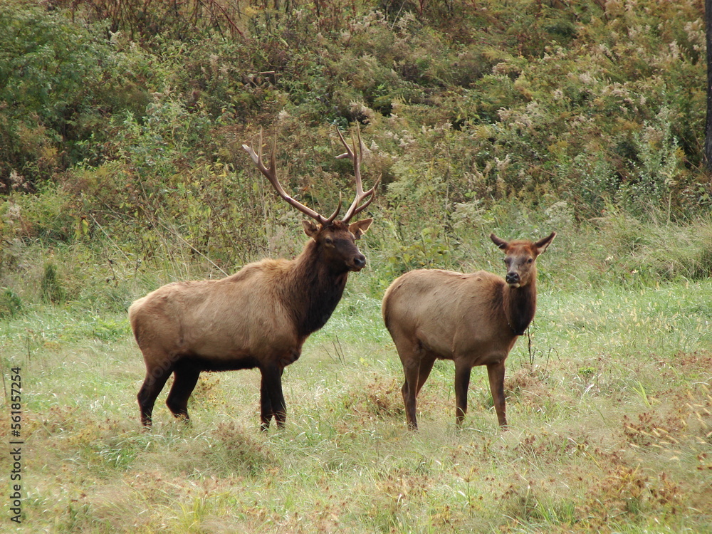 A Bull And Cow Elk Standing Together In A Field In Kentucky. A Bull And Cow Elk Standing Together In A Field In Kentucky.