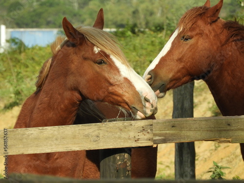 friends for life © Simone