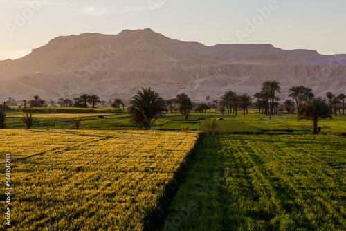 Palms and lush fields in the valley of Nile river, Egypt