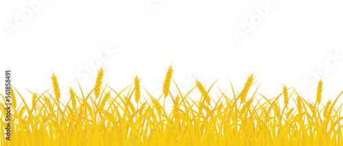 Wheat field. Ears of yellow wheat on a white background. 