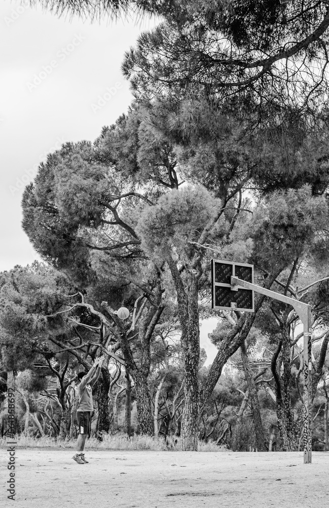 Obraz premium trees in the snow