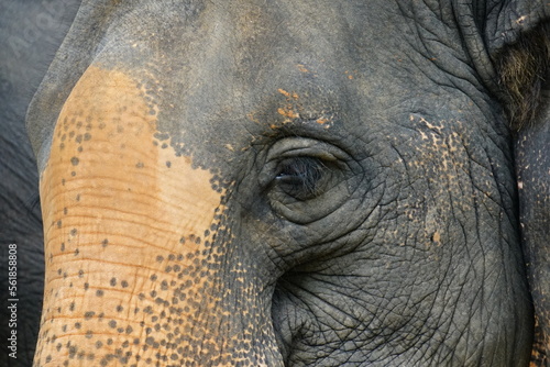 Elephant Eye photo