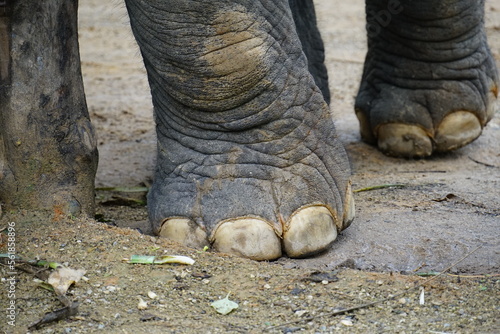 Elephant Feet