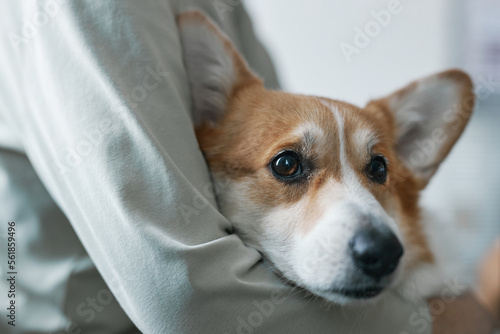 Close-up of muzzle of cute sick welsh pembroke corgi dog held by owner © Seventyfour