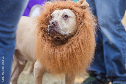 Dog Wears Lion Mane Costume For Atlanta Canine Halloween Contest