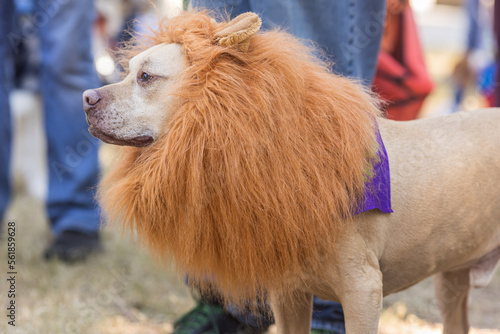 Dog Wears Lion Mane Outfit For Atlanta  Halloween Costume Contest