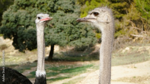 pareja de avestruces posando en modo espejo en safari Aitana, Alicante España