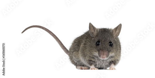 Close up of plain house mouse aka Mus Musculus, standing facing front with tail up. Looking straight towards camera. Isolated cutout on a transparent background. photo
