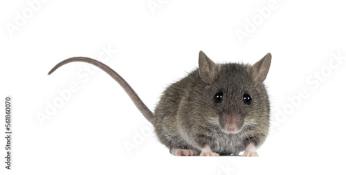 Close up of plain house mouse aka Mus Musculus, standing facing front with tail up. Looking straight towards camera. Isolated cutout on a transparent background.