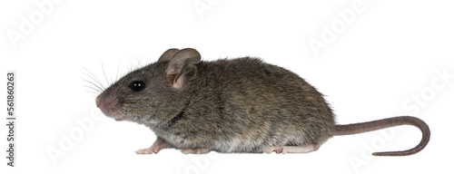 Konstfotografi Close up of plain house mouse aka Mus Musculus, standing side ways