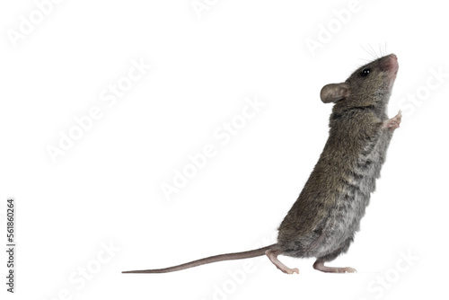Close up of plain house mouse aka Mus Musculus, standing side ways up against wall. Looking up and away from camera. Isolated cutout on a transparent background. photo