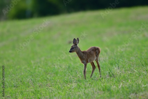 Roe deer fawn grazing grass on meadow in summer