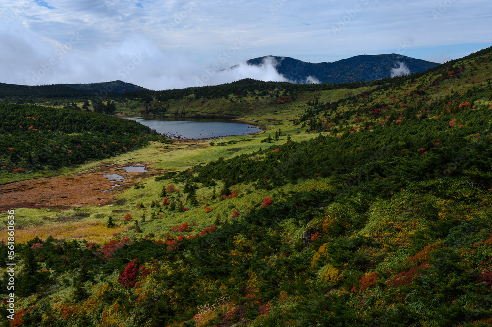 Obraz premium 紅葉