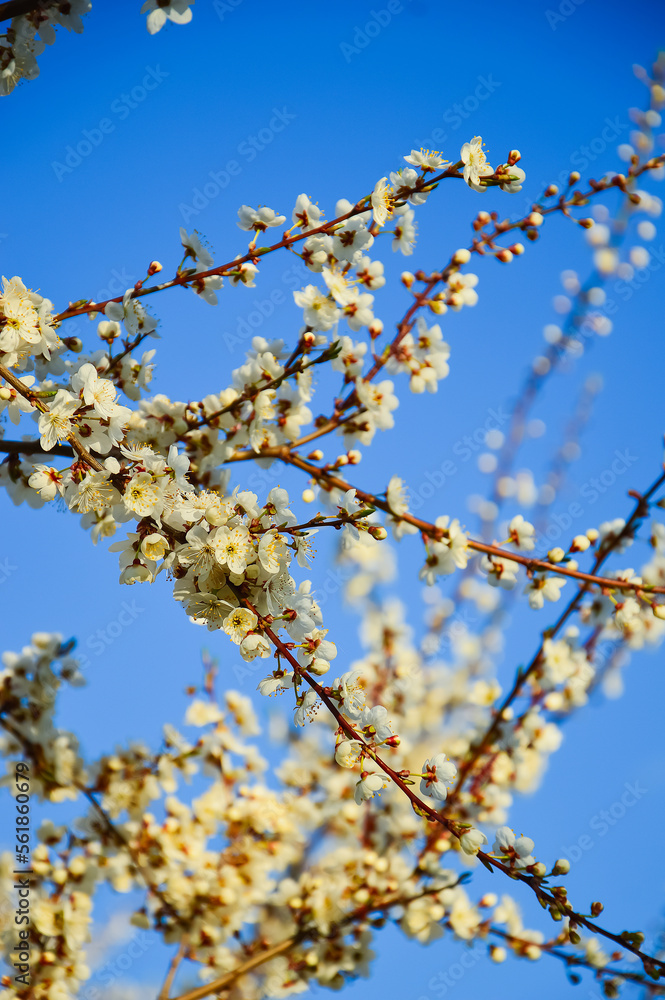White cherry plum flowers in the garden against the blue sky. Spring background