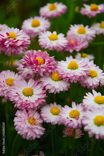 Pink flowers of garden daisies daisies. Floral background. Flowers in the garden