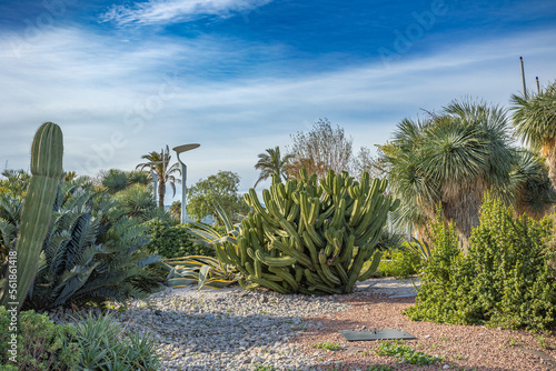 jardin de cactus dans le sud de la France