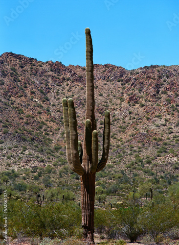Saguaro Cactus Sonora desert Arizona © Paul Moore