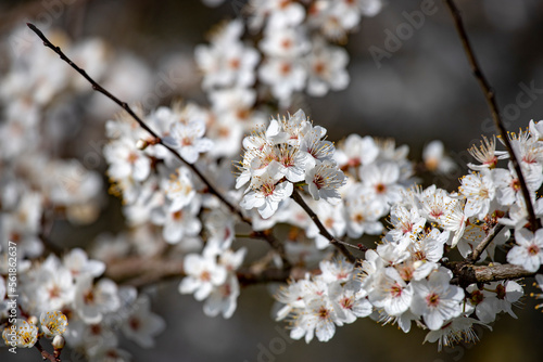 Fleur d'Arbre fruitier au printemps photo