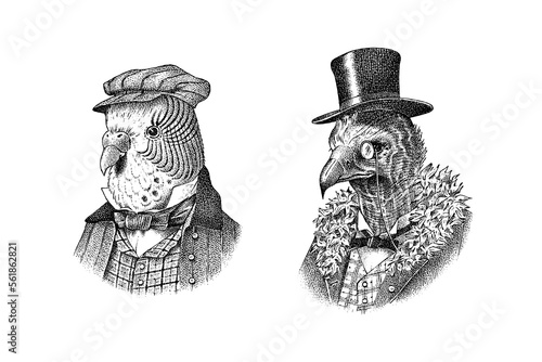 Cinereous vulture character with monocle in a hat. Budgerigar or common parrot, shell parakeet. Fashionable Aristocrat or Rich Man. Hand drawn bird. Engraved old monochrome sketch.