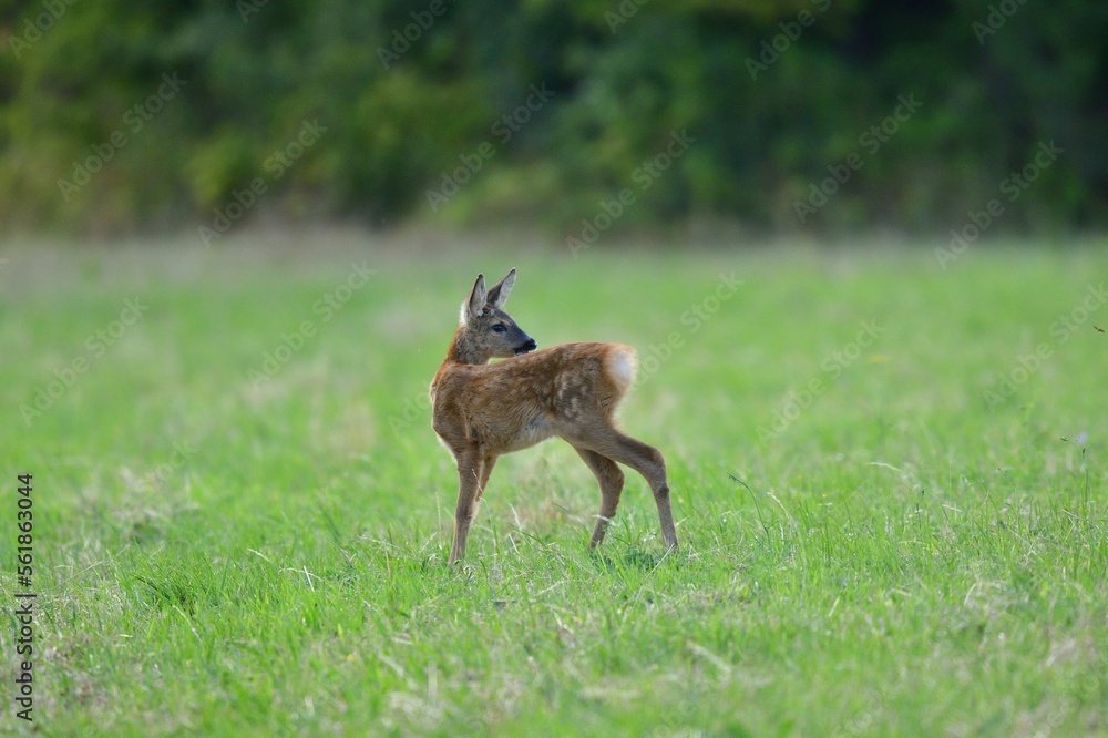 Roe deer fawn grazing grass on meadow in summer Roe deer fawn grazing grass on meadow in summer
