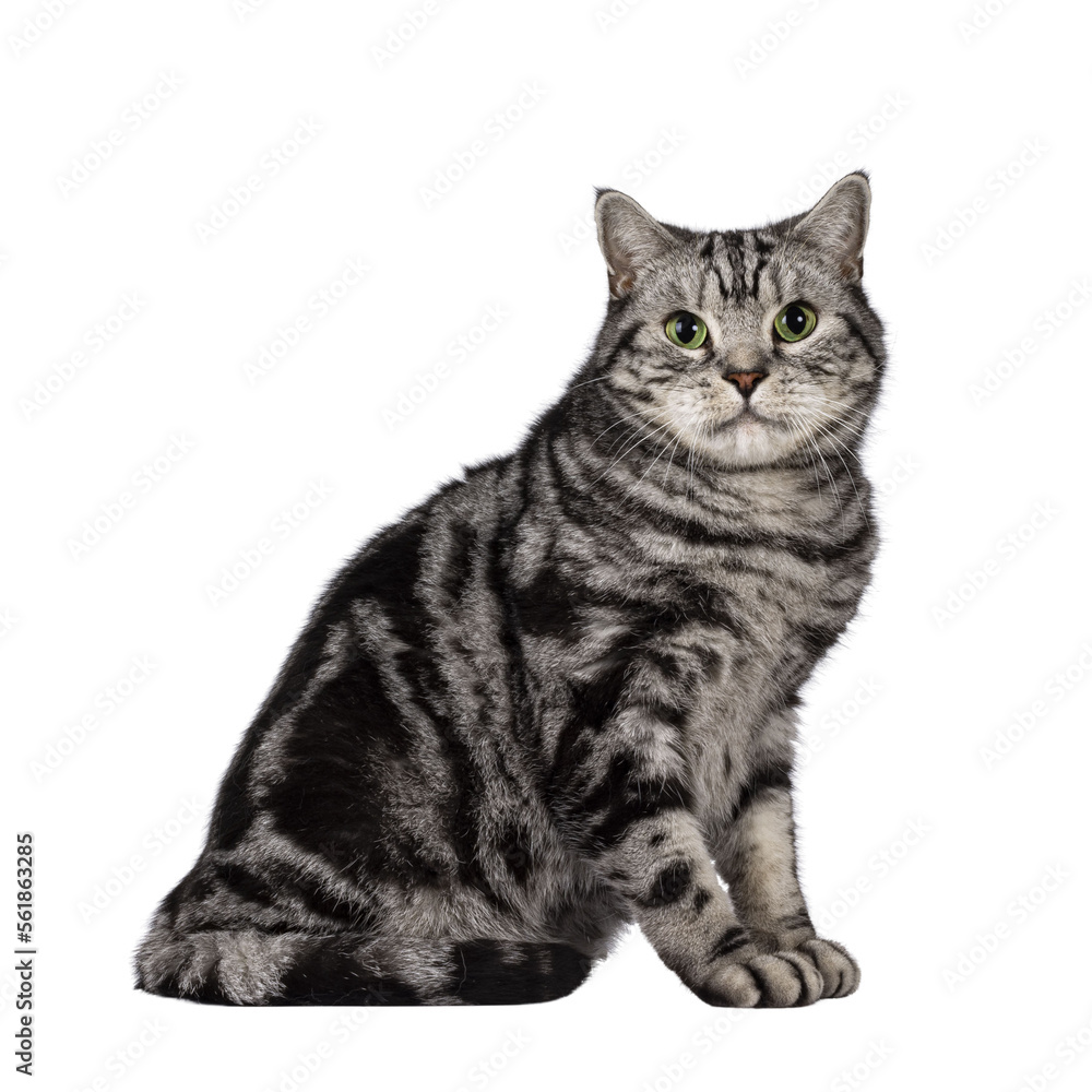 Handsome adult British Shorthair cat, sitting up side ways. Looking towards camera with mesmerizing green eyes. Isolated cutout on a transparent background.
