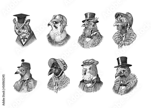 Bird character in a hat and suit. Crow Dove Parrot Owl Rooster Chicken Vulture, Peregrine falcon. The man in a suit. Fashionable Aristocrat. Hand drawn bird. Engraved old monochrome sketch.