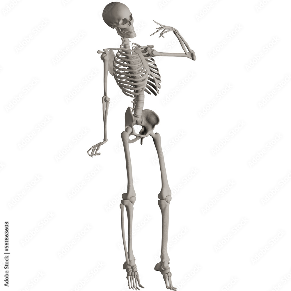 skeleton posing 3d render illustration with transparent background skeleton posing 3d render illustration with transparent background