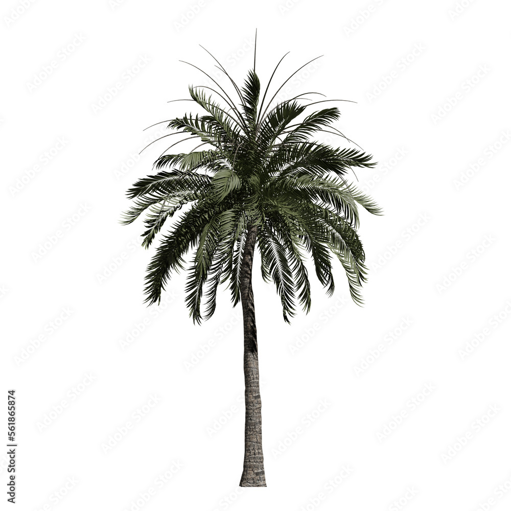Obraz premium palm tree cut out 