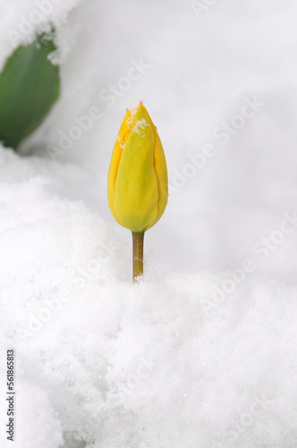 Yellow tulip in the snow photo