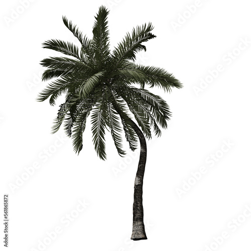 Beach Palm tree without background  
