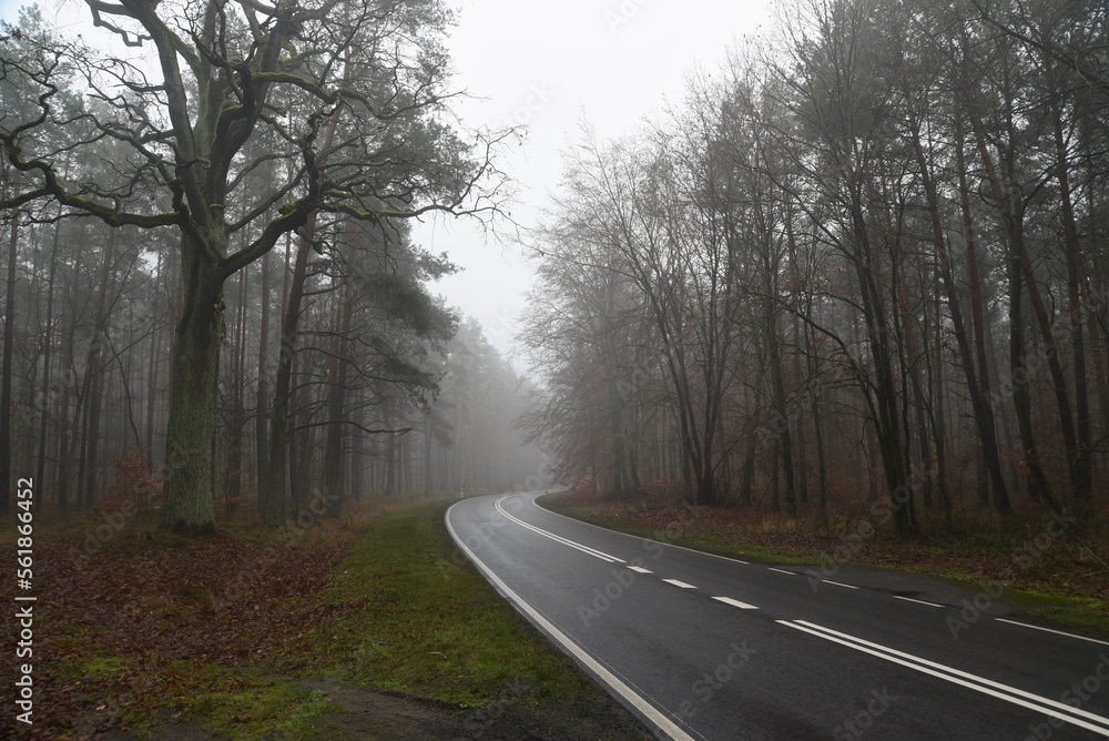 Road landscape, road between trees in fog in autumn.