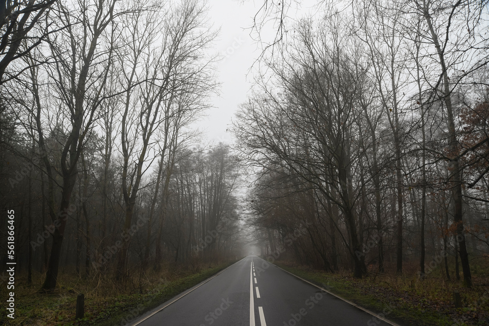 Fototapeta premium Road landscape, road between trees in fog in autumn.