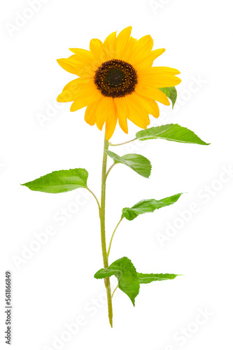 Beautiful yellow sunflower isolated on a transparent background