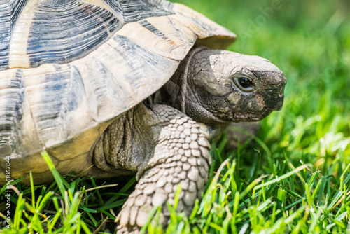 Eastern Hermann's tortoise, European terrestrial turtle, Testudo hermanni boettgeri, turtle on the lawn in nature