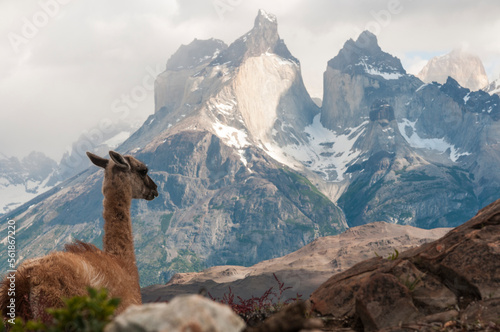 torres del paine, cuernos  del paine., alapaca, llama, animal, lama, alpaca, mamífero, naturaleza, guanaco, fauna, perú, pelaje, inhospitalario, lana, chacras, café, andes, ciervo, césped, retrato, bl