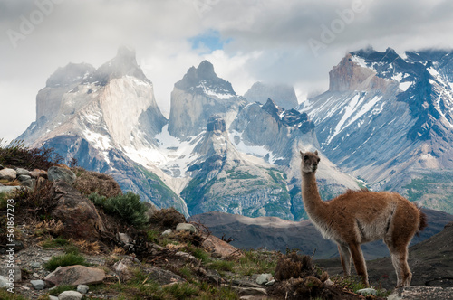 torres del paine  cuernos  del paine.  alapaca  llama  animal  lama  alpaca  mam  fero  naturaleza  guanaco  fauna  per    pelaje  inhospitalario  lana  chacras  caf    andes  ciervo  c  sped  retrato  bl