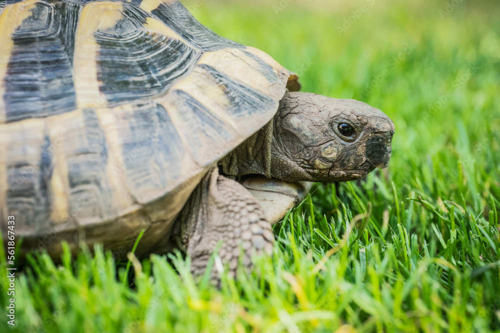 Obraz premium Eastern Hermann's tortoise, European terrestrial turtle, Testudo hermanni boettgeri, turtle on the lawn in nature