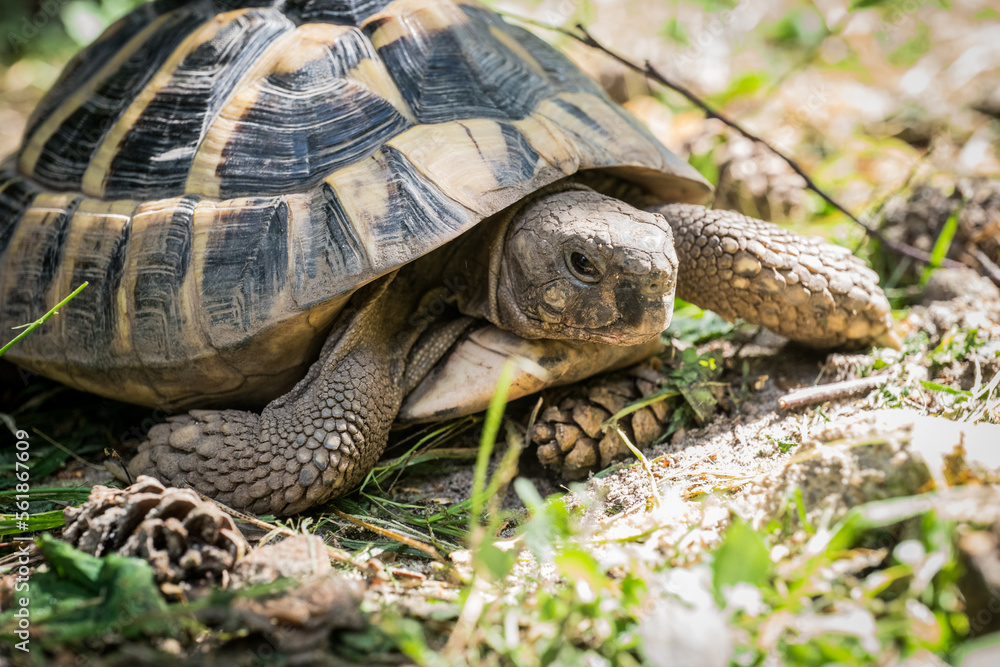 Eastern Hermann's tortoise, European terrestrial turtle, Testudo hermanni boettgeri, turtle on the lawn in nature Eastern Hermann's tortoise, European terrestrial turtle, Testudo hermanni boettgeri, turtle on the lawn in nature