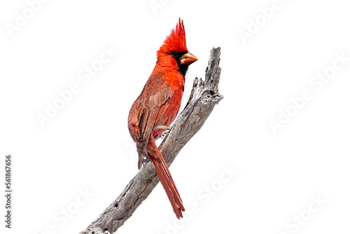  Northern Cardinal (Cardinalis cardinalis) Photo, Perched on a Transparent PNG Background photo