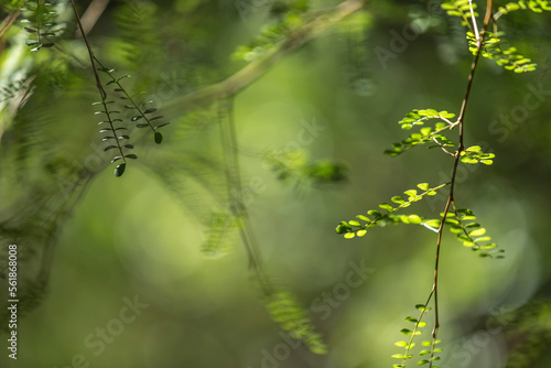 naturaleza, árbol, bosque, hojas, primavera, hojas, verano, sucursal, fábrica, follaje, cielo, árbol, sol, acuático, ambiente, luz solar, color, beldad, aparcar, diurna, alumbrado, madera, al aire lib photo