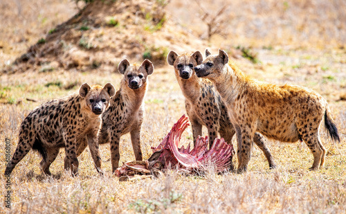 Spotted Hyena Pack Feeding