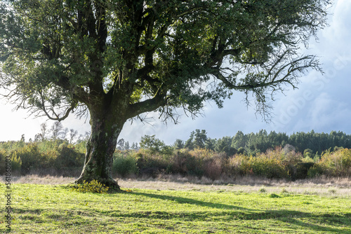 árbol, naturaleza, verde, árbol, césped, paisaje, primavera, bosque, verano, dehesa, cielo, aparcar, campa, florecer, hojas, aceituna, fábrica, campesina, sucursal, roble, campo, al aire libre, hojas,