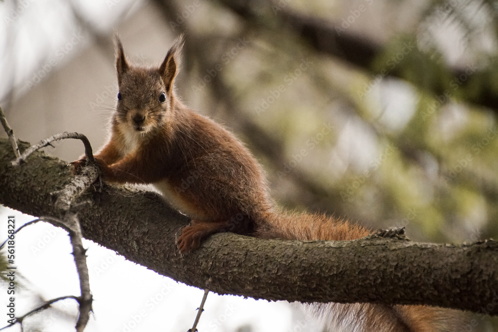 squirrel on a tree squirrel on a tree