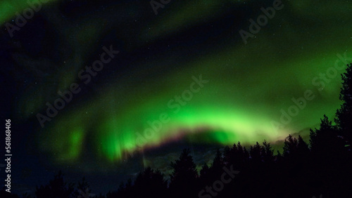 aurora over the trees