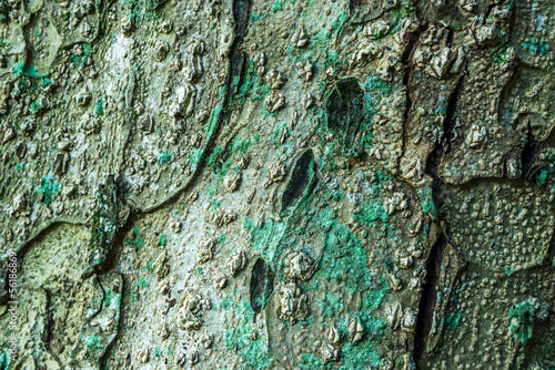 texura  natural, corteza, árbol, con textura, madera, naturaleza, café, dechado, abstracta, cofres, viejo, áspero, bosque, languidecer, fábrica, recubrir, nativo, textura, close-up, detallar, material photo