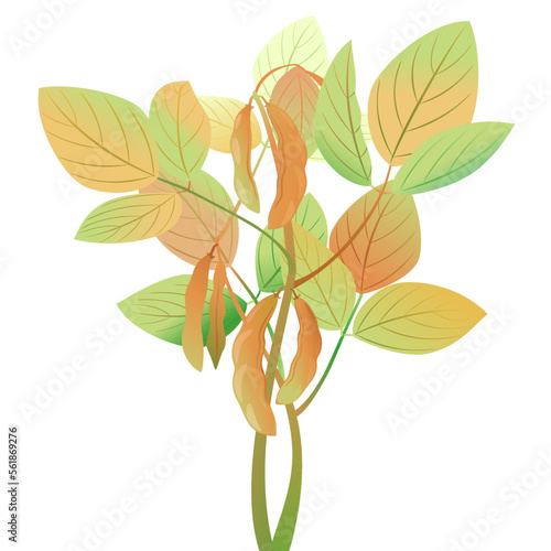 One dried soybean plant with pods isolated on white, genetically modified plant illustration