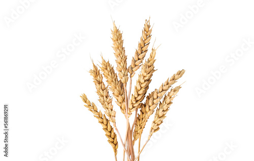 Obraz na płótnie spikelets of wheat isolate on white background. Selection focus.